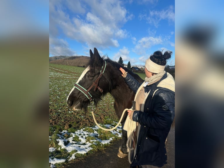 Gypsy Horse Mare 12 years 14,1 hh Black in OberweserWesertal
