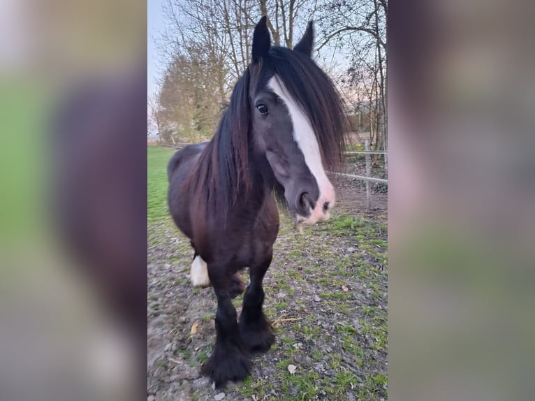 Gypsy Horse Mare 12 years 14,1 hh Black in Linkenbach