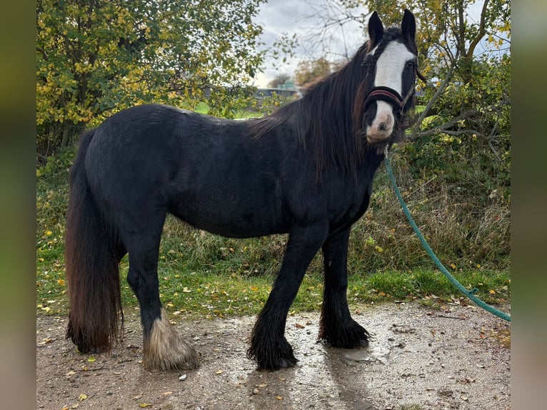 Gypsy Horse Mare 12 years 14,1 hh Black in Linkenbach