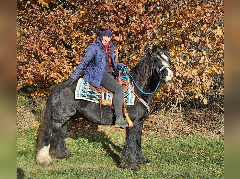 Gypsy Horse Mare 12 years 14,1 hh Black in Linkenbach
