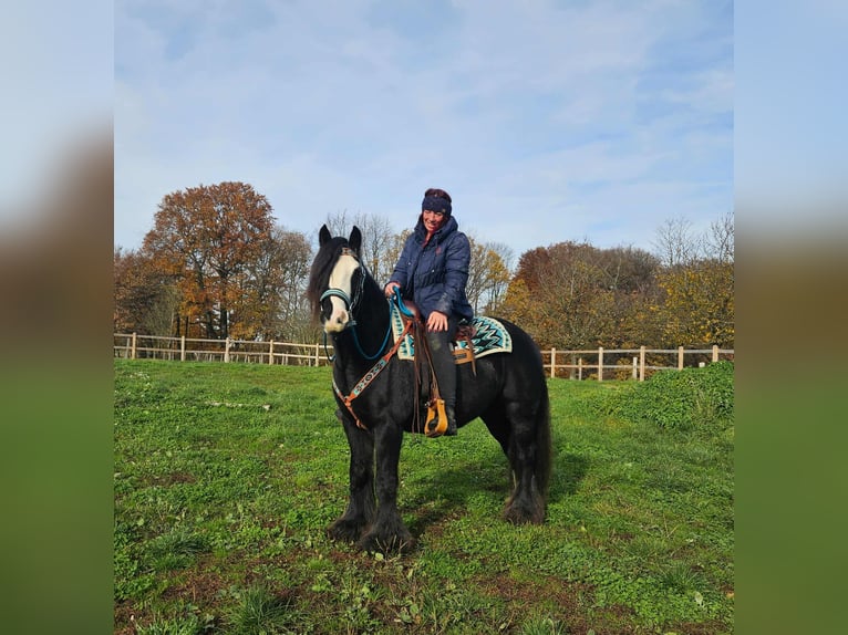 Gypsy Horse Mare 12 years 14,1 hh Black in Linkenbach