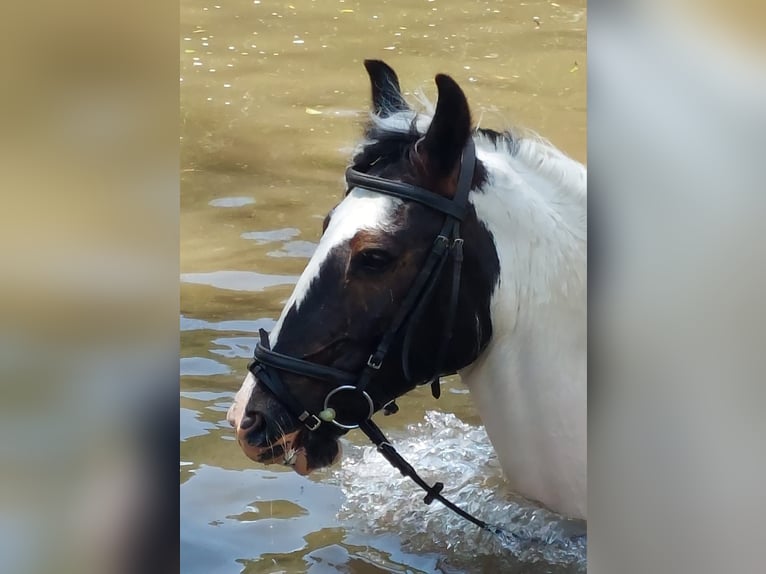 Gypsy Horse Mare 12 years 14,1 hh Pinto in Eslohe