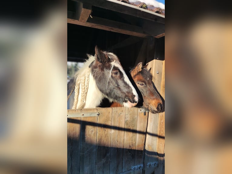 Gypsy Horse Mare 12 years 14,1 hh Pinto in Eslohe