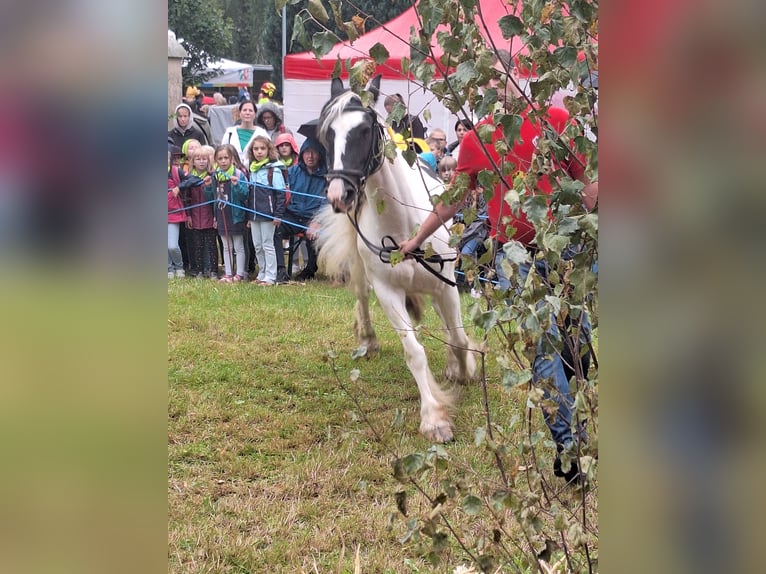 Gypsy Horse Mare 12 years 14,1 hh Pinto in Eslohe