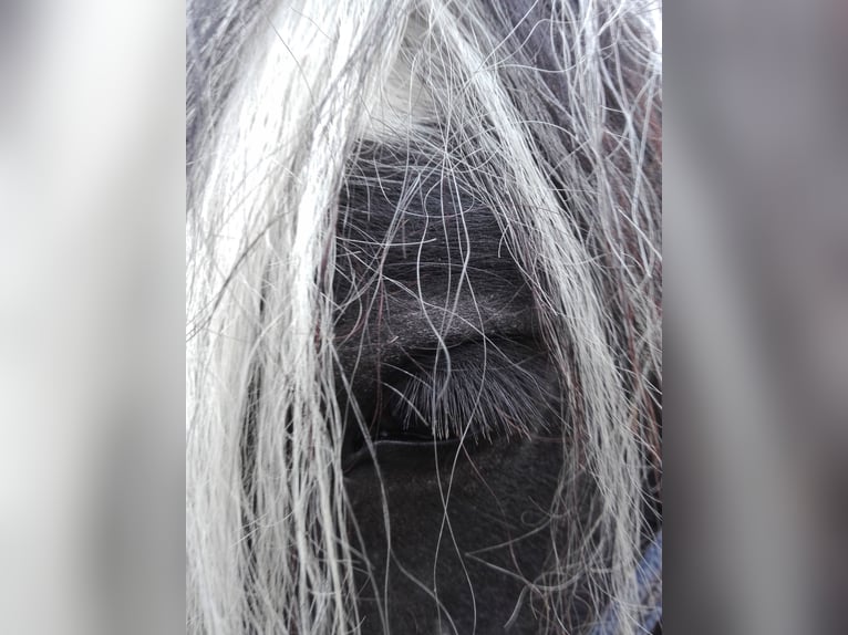 Gypsy Horse Mare 12 years 14,1 hh Pinto in Eslohe