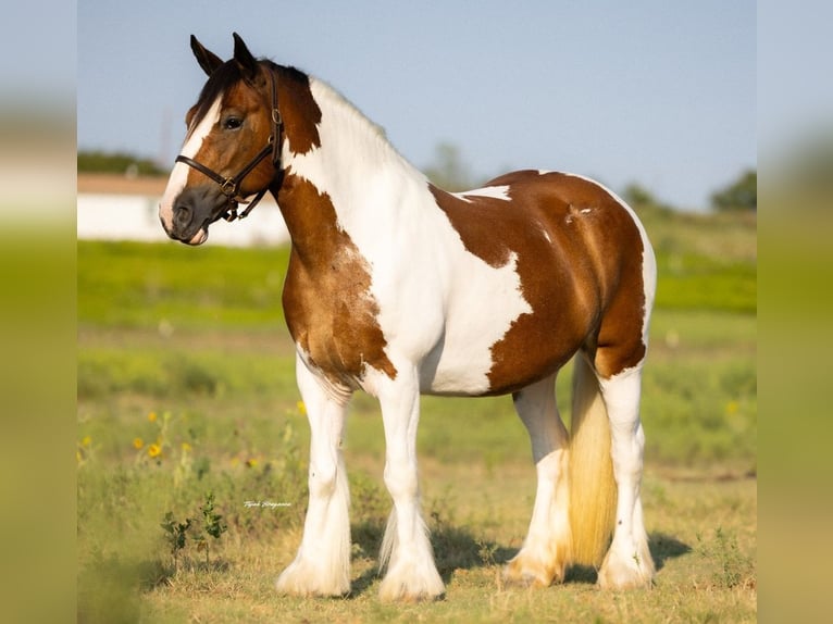 Gypsy Horse Mare 12 years 14,1 hh Pinto in Hillsboro