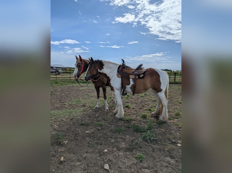 Gypsy Horse Mare 12 years 14,1 hh Pinto in Hillsboro