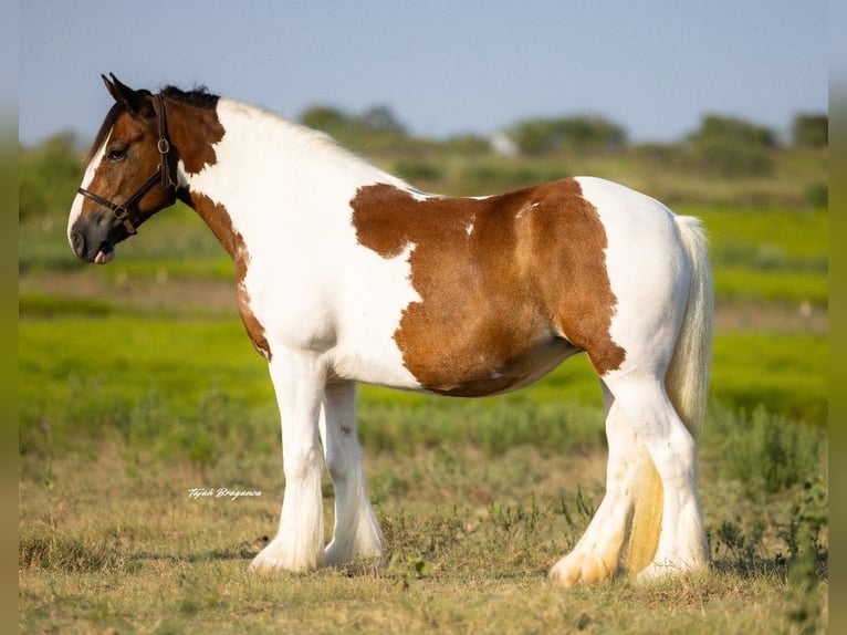 Gypsy Horse Mare 12 years 14,1 hh Pinto in Hillsboro