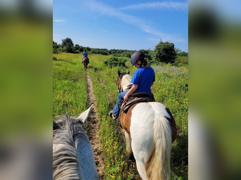 Gypsy Horse Mare 12 years 14,1 hh Pinto in Hillsboro
