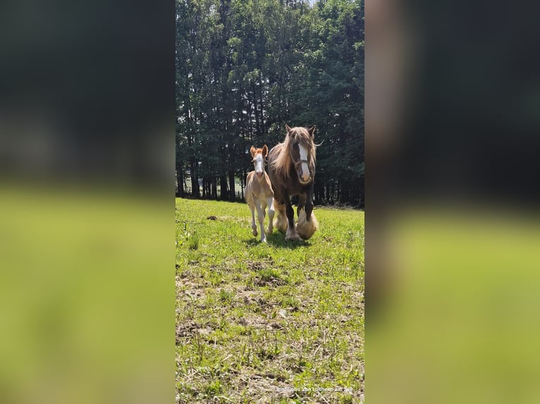 Gypsy Horse Mare 12 years 15,1 hh in Losheim am See