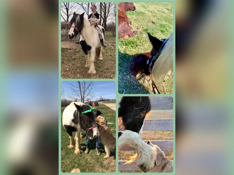 Gypsy Horse Mare 12 years 15,2 hh Leopard-Piebald in Lexington