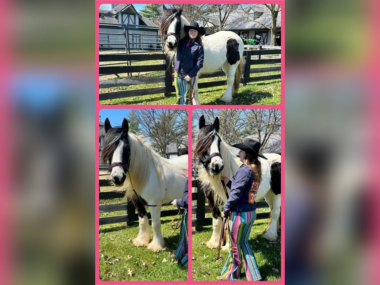 Gypsy Horse Mare 12 years 15,2 hh Leopard-Piebald in Lexington