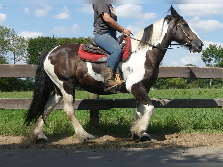 Gypsy Horse Mix Mare 12 years 15.2 hh Pinto in Lathen