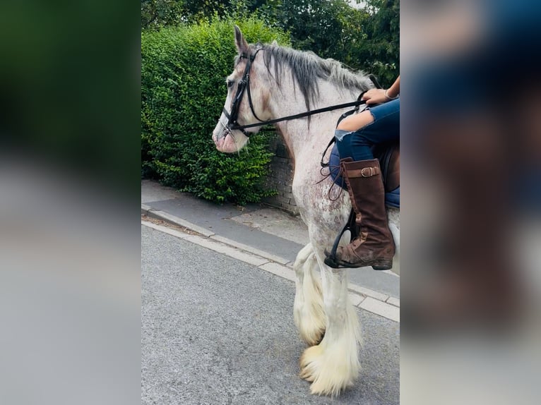 Gypsy Horse Mare 12 years 15 hh Roan-Red in Morecambe