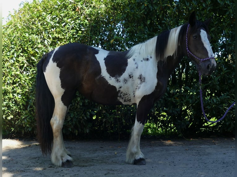 Gypsy Horse Mix Mare 12 years 15,2 hh Pinto in Lathen