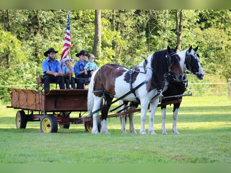 Gypsy Horse Mix Mare 12 years 16,3 hh Pinto in Rebersburg, PA