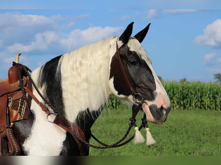 Gypsy Horse Mix Mare 12 years 16,3 hh Pinto in Rebersburg, PA
