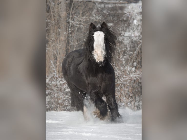 Gypsy Horse Mare 13 years 12,2 hh Black in Todenb&#xFC;ttel
