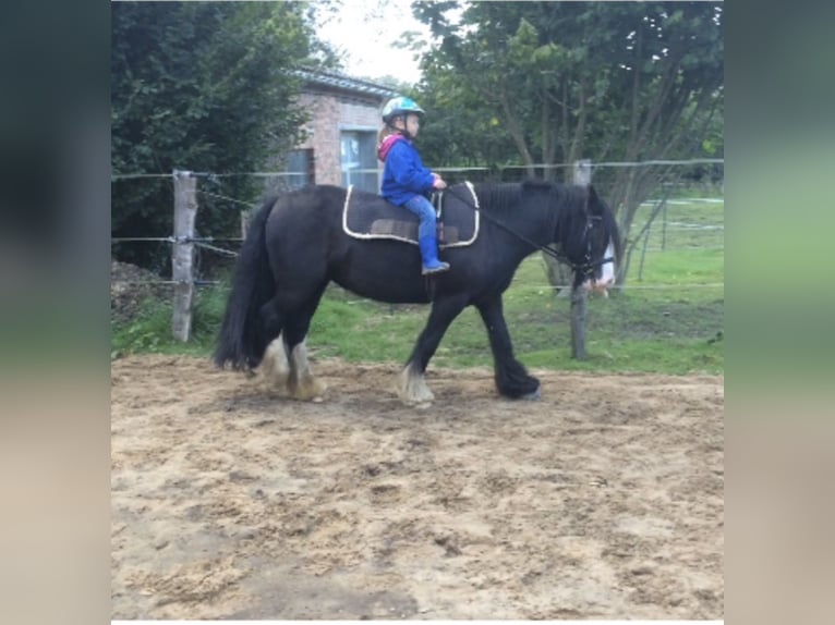 Gypsy Horse Mare 13 years 12,2 hh Black in Todenb&#xFC;ttel