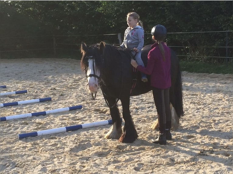 Gypsy Horse Mare 13 years 12,2 hh Black in Todenb&#xFC;ttel