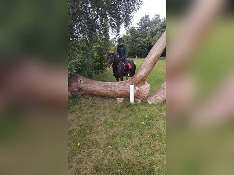 Gypsy Horse Mix Mare 13 years 12,2 hh Pinto in Gro&#xDF;heide Berumerfehn