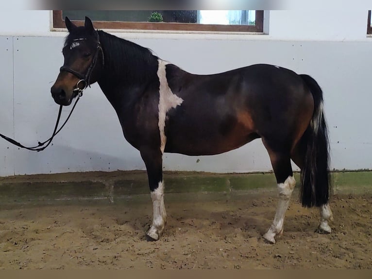 Gypsy Horse Mix Mare 13 years 12,2 hh Pinto in Gro&#xDF;heide Berumerfehn