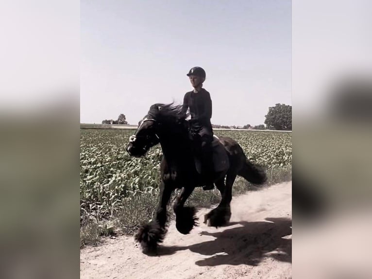 Gypsy Horse Mare 13 years 13,2 hh Black in Kliny