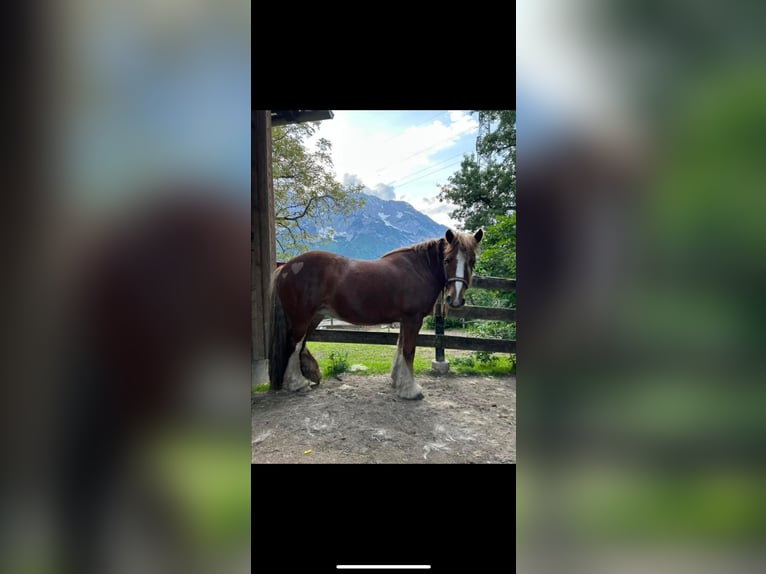 Gypsy Horse Mare 13 years 13,2 hh Brown-Light in Altirdning