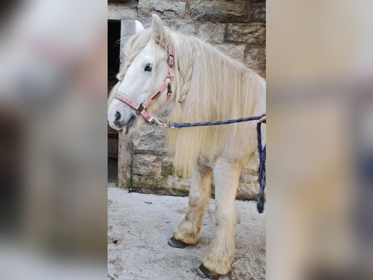 Gypsy Horse Mare 13 years 13.2 hh Grey in Patersdorf