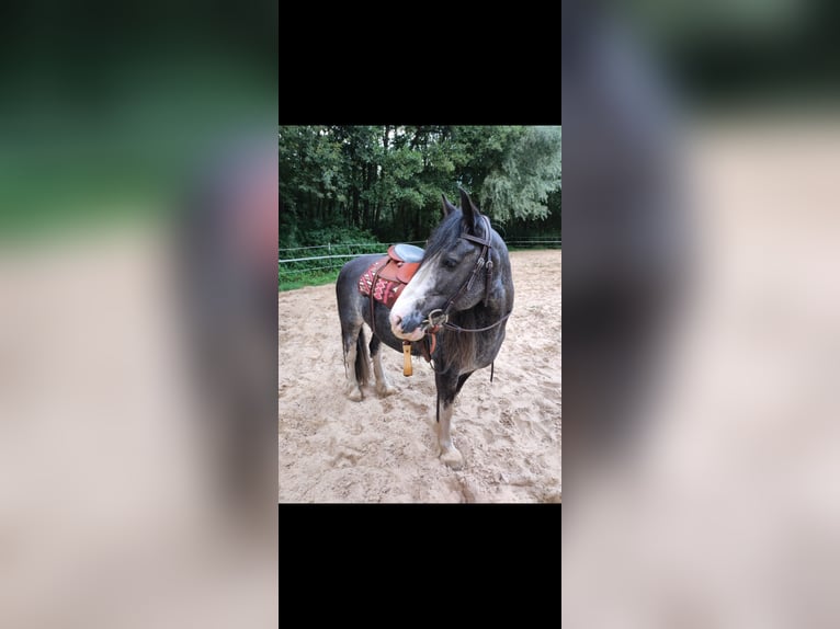 Gypsy Horse Mare 13 years 13,2 hh Roan-Blue in Andervenne