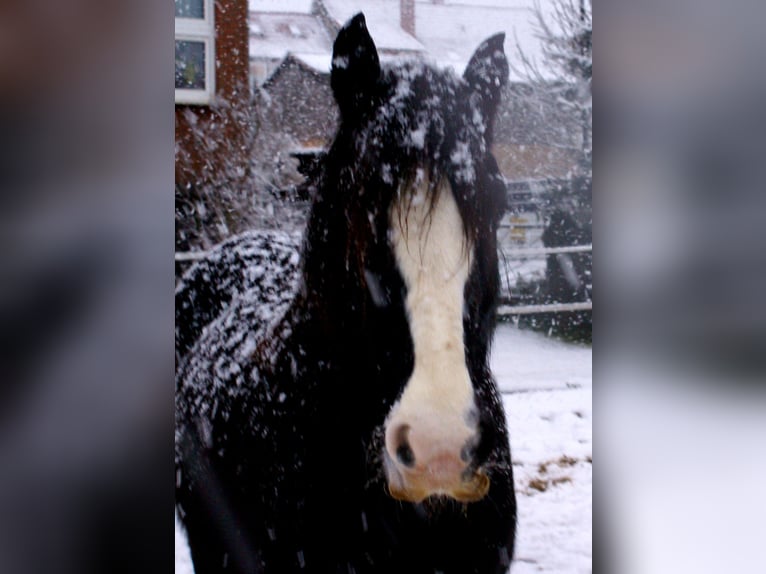 Gypsy Horse Mare 13 years 13,3 hh Black in Velpke