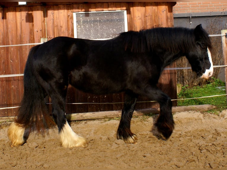 Gypsy Horse Mare 13 years 13,3 hh Black in Velpke