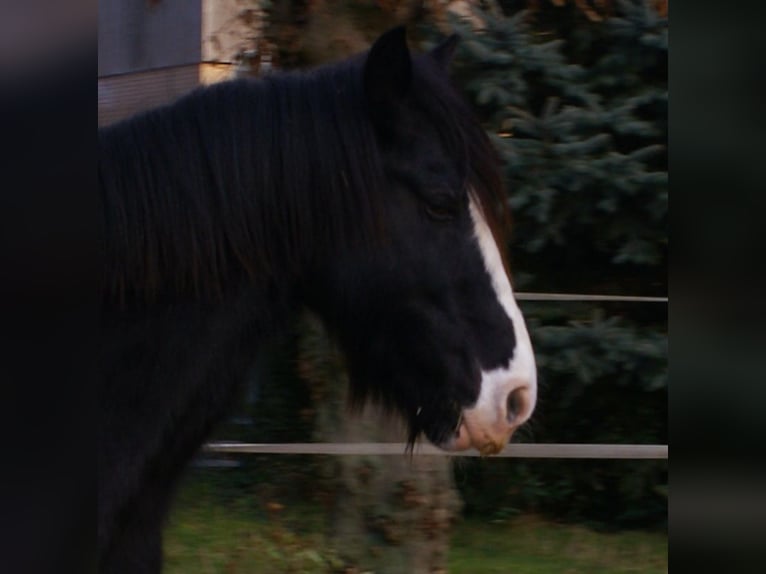 Gypsy Horse Mare 13 years 13,3 hh Black in Velpke