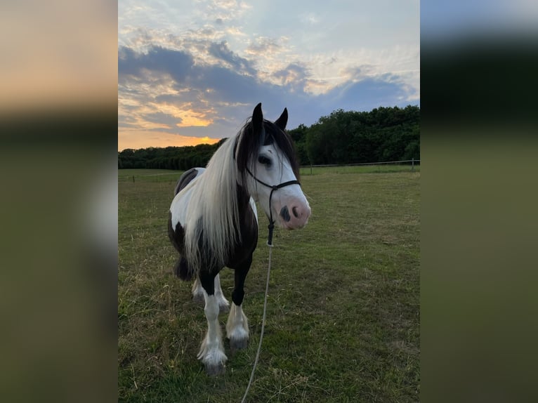 Gypsy Horse Mare 13 years 13 hh Pinto in Mettingen
