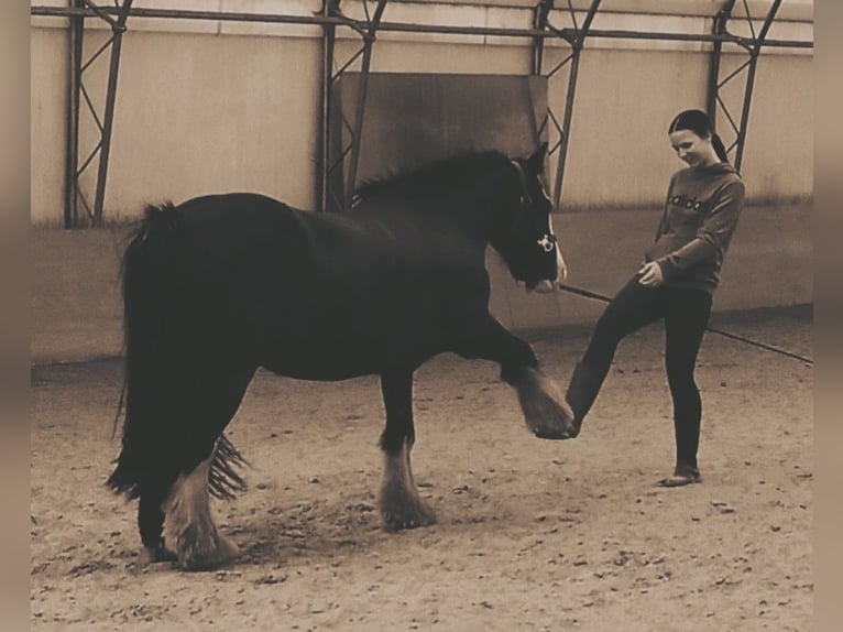 Gypsy Horse Mix Mare 13 years 13,1 hh in Ganderkesee