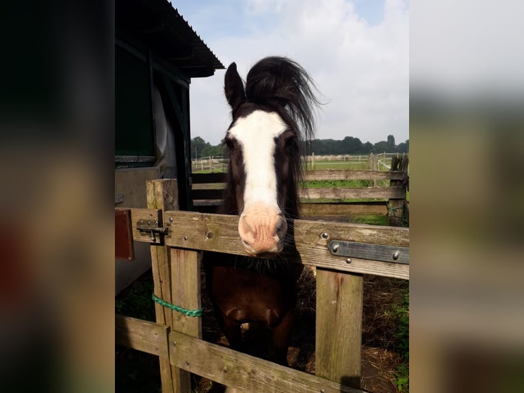 Gypsy Horse Mix Mare 13 years 13,1 hh in Ganderkesee