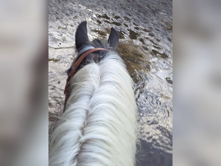 Gypsy Horse Mare 13 years 13,2 hh Pinto in Wassenberg