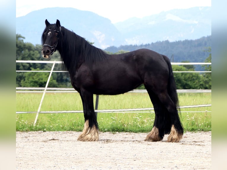 Gypsy Horse Mare 13 years 13,3 hh Black in Kirchbichl