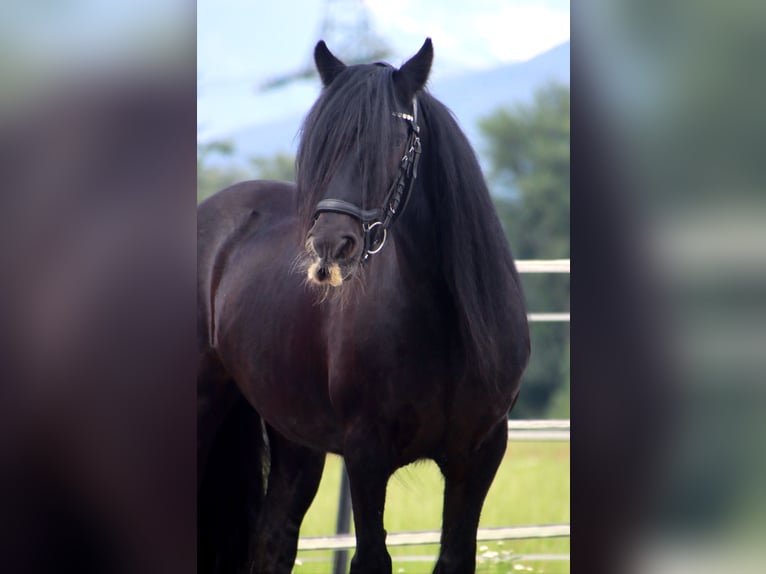 Gypsy Horse Mare 13 years 13,3 hh Black in Kirchbichl