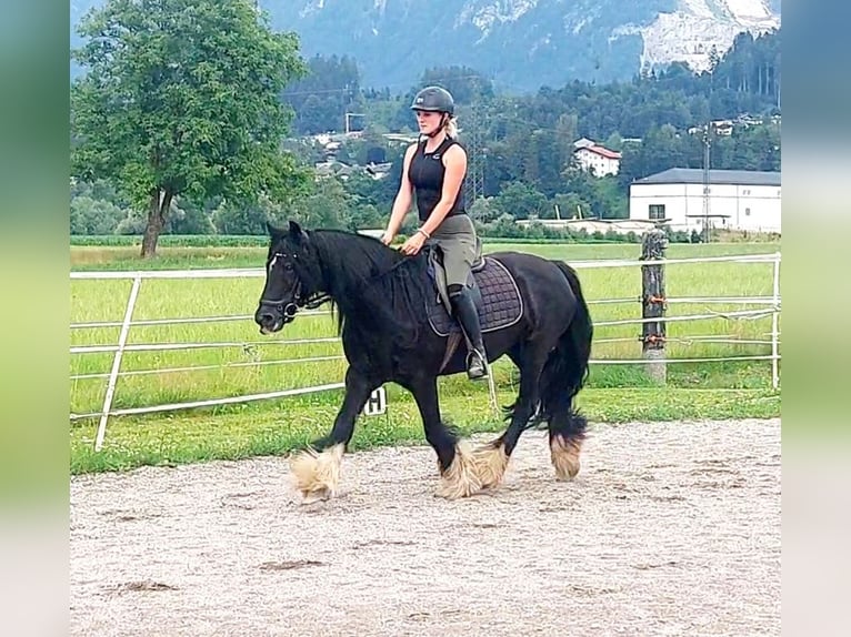 Gypsy Horse Mare 13 years 13,3 hh Black in Kirchbichl