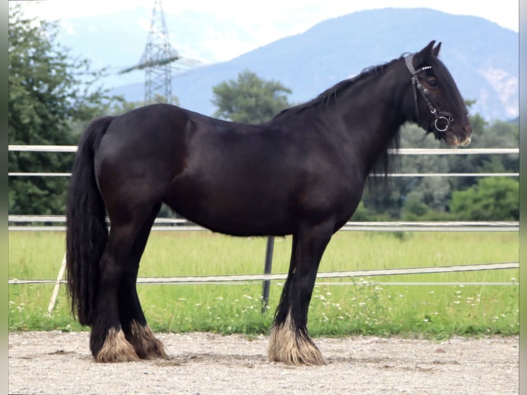 Gypsy Horse Mare 13 years 13,3 hh Black in Kirchbichl