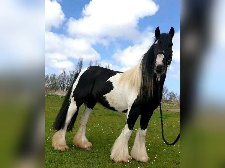 Gypsy Horse Mare 13 years 14,1 hh Pinto in Marsberg