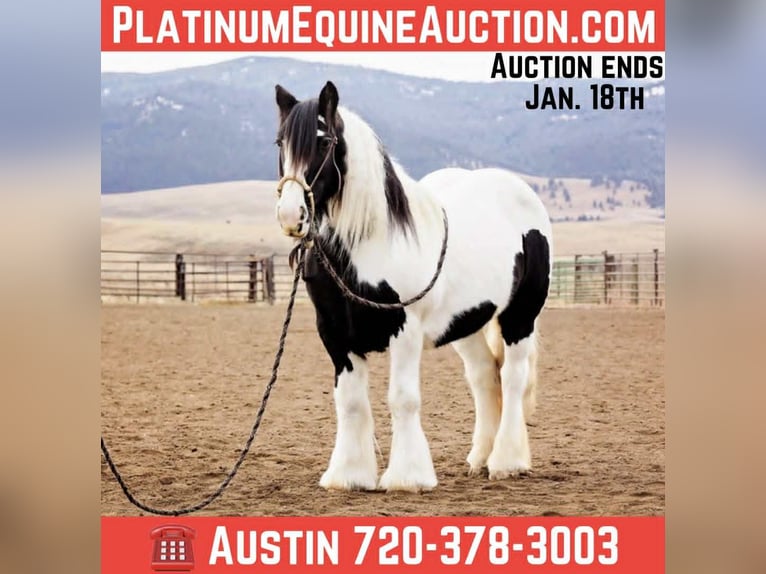Gypsy Horse Mare 13 years 14,1 hh Tobiano-all-colors in Winston MT