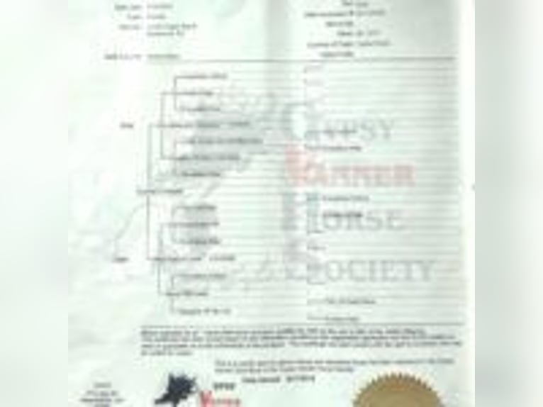 Gypsy Horse Mare 13 years 14,1 hh Tobiano-all-colors in Winston MT