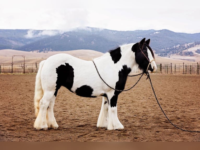 Gypsy Horse Mare 13 years 14,1 hh Tobiano-all-colors in Winston MT