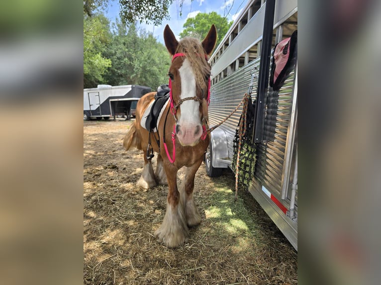 Gypsy Horse Mare 13 years 14.2 hh Chestnut in Weirsdale