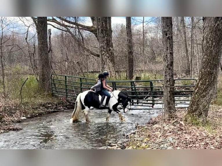 Gypsy Horse Mare 13 years 14.2 hh Pinto in Sherborn