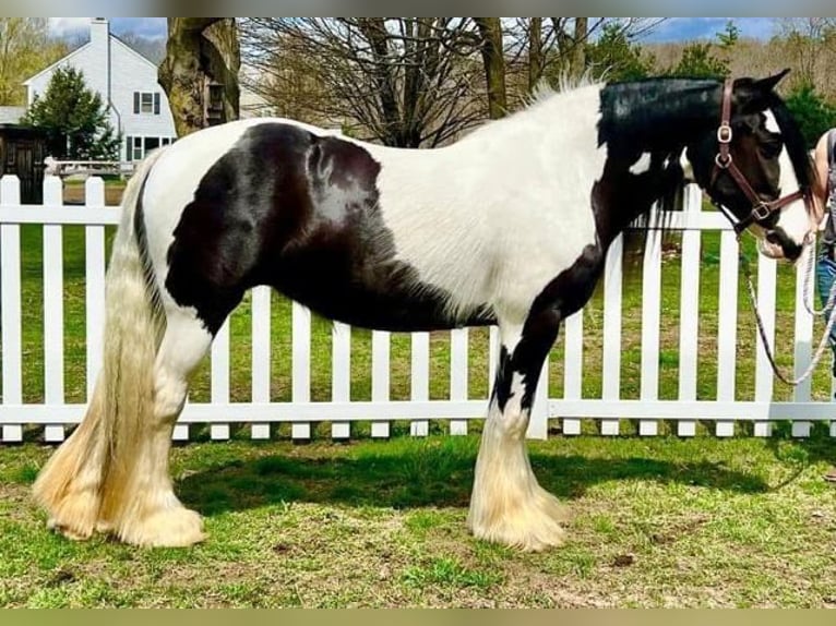 Gypsy Horse Mare 13 years 14.2 hh Pinto in Sherborn