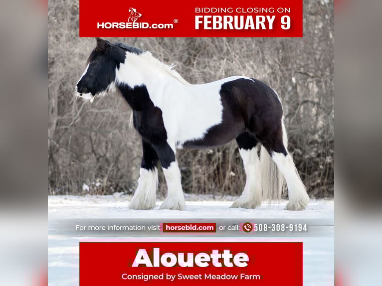 Gypsy Horse Mare 13 years 14.2 hh Pinto in Sherborn