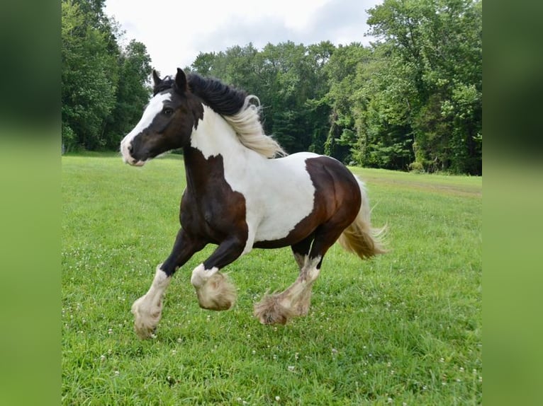 Gypsy Horse Mare 13 years 14.2 hh Pinto in Sherborn